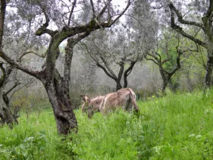 Agroturystyka CISOGNA w Anagni 6 Agroturystyka CISOGNA w Anagni 5