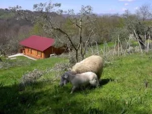 Agroturystyka CISOGNA w Anagni 2 Agroturystyka CISOGNA w Anagni
