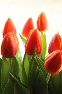 tulipany