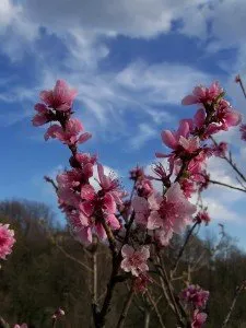 wiosna_kwitnaca_jablon