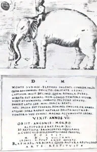 Annone – słoń papieża Leona X Medyceusza 3